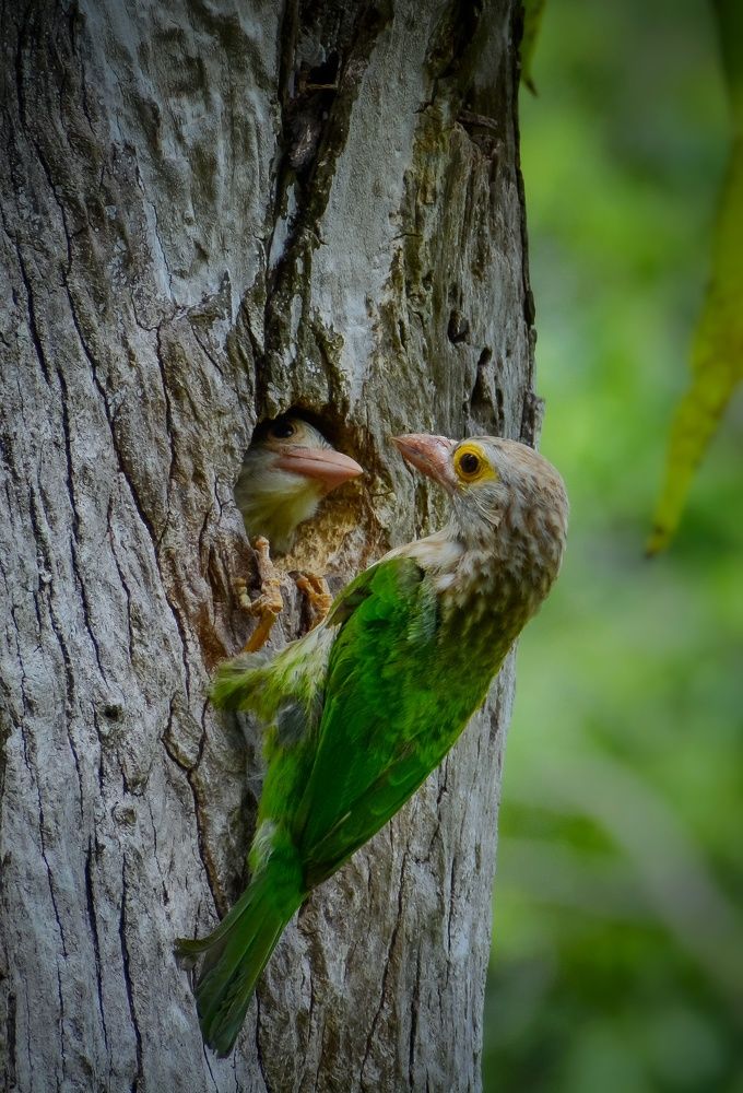 Lineated barbet