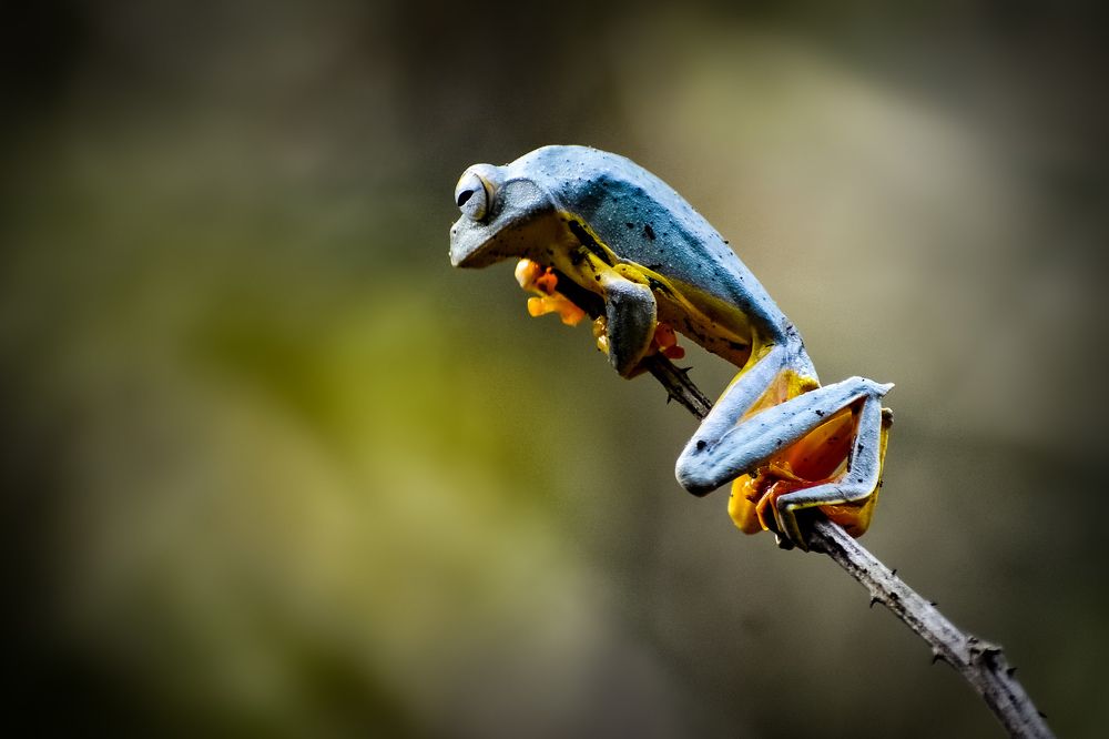 Twin-spotted Tree Frog,  Rhacophorus bipunctatus
