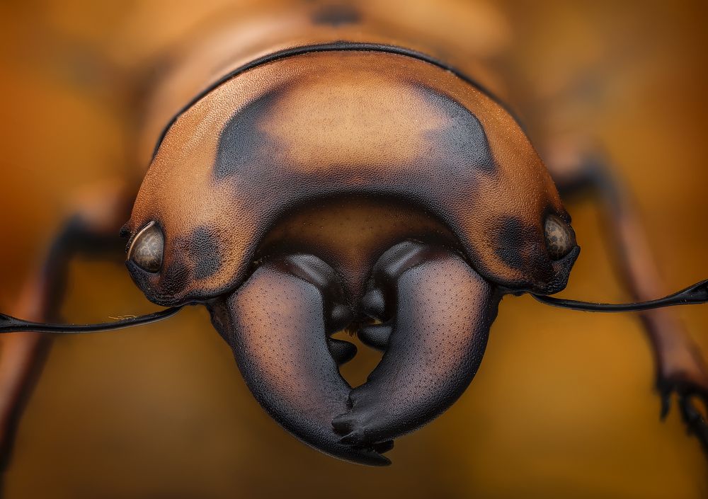 Prosopocoilus occipitalis