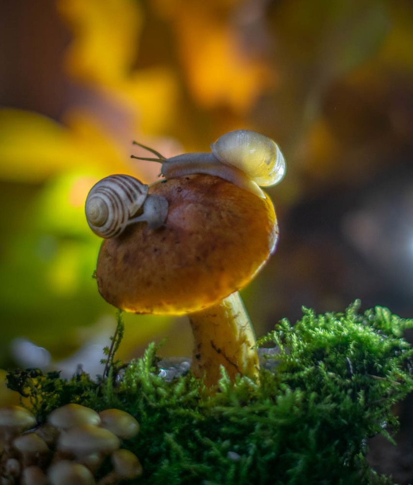 Photograph by Redjulia