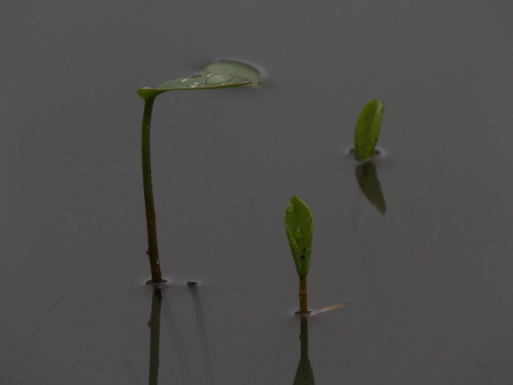 Фотография автора Антонина Клементьева