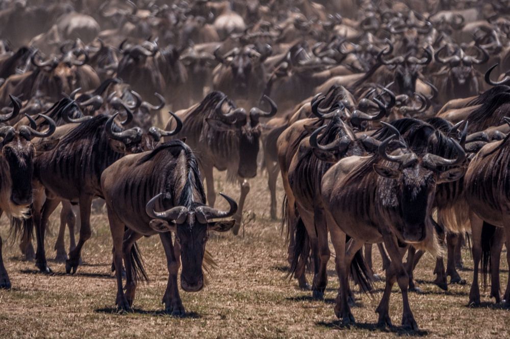 Photograph by Victor Belokrinitski