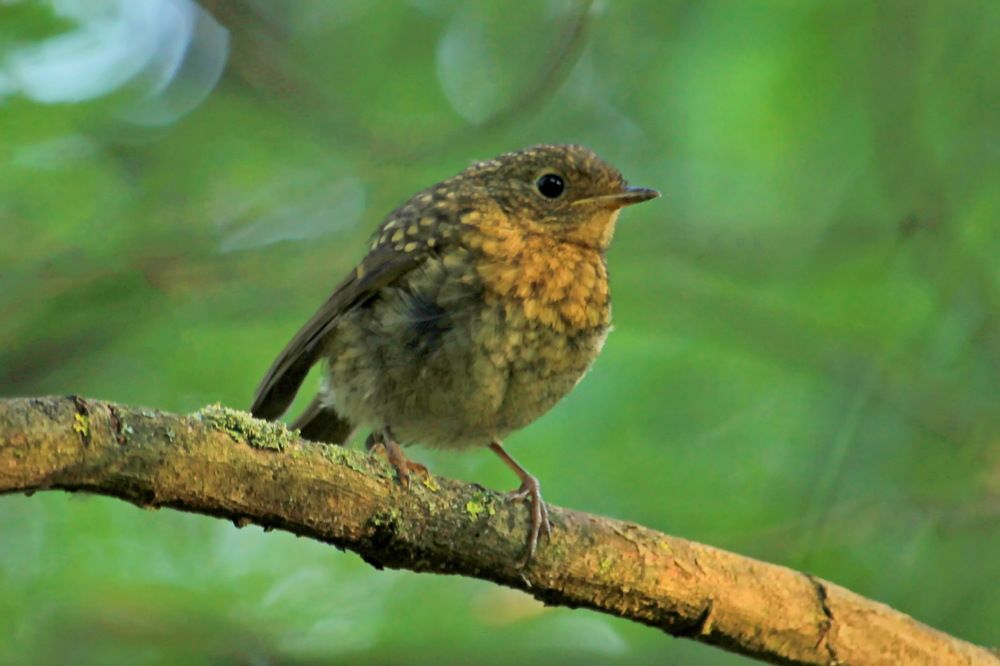 Слеток малиновки.