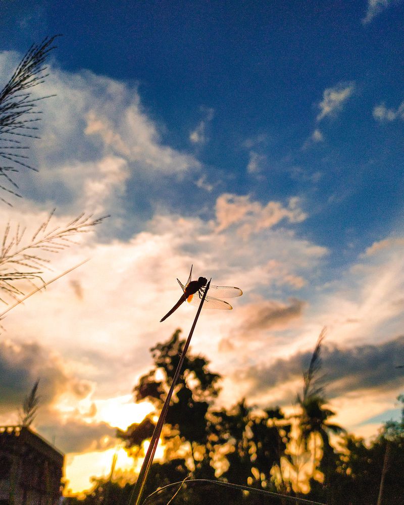 Фотография автора Nasif Ali Mondal