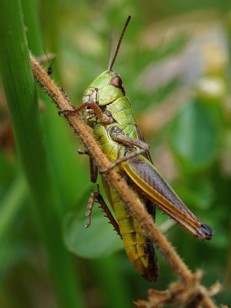 Grasshopper
