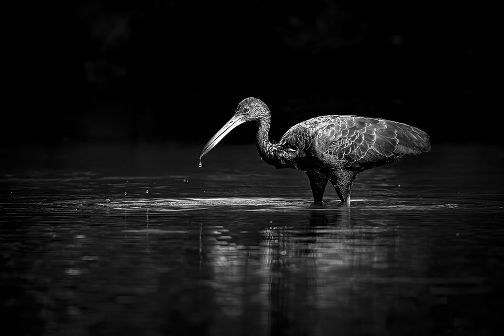 Photograph by André Inidio