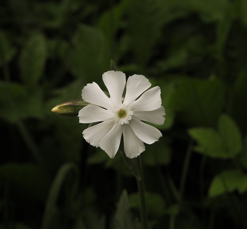 Photograph by Олег Фролов