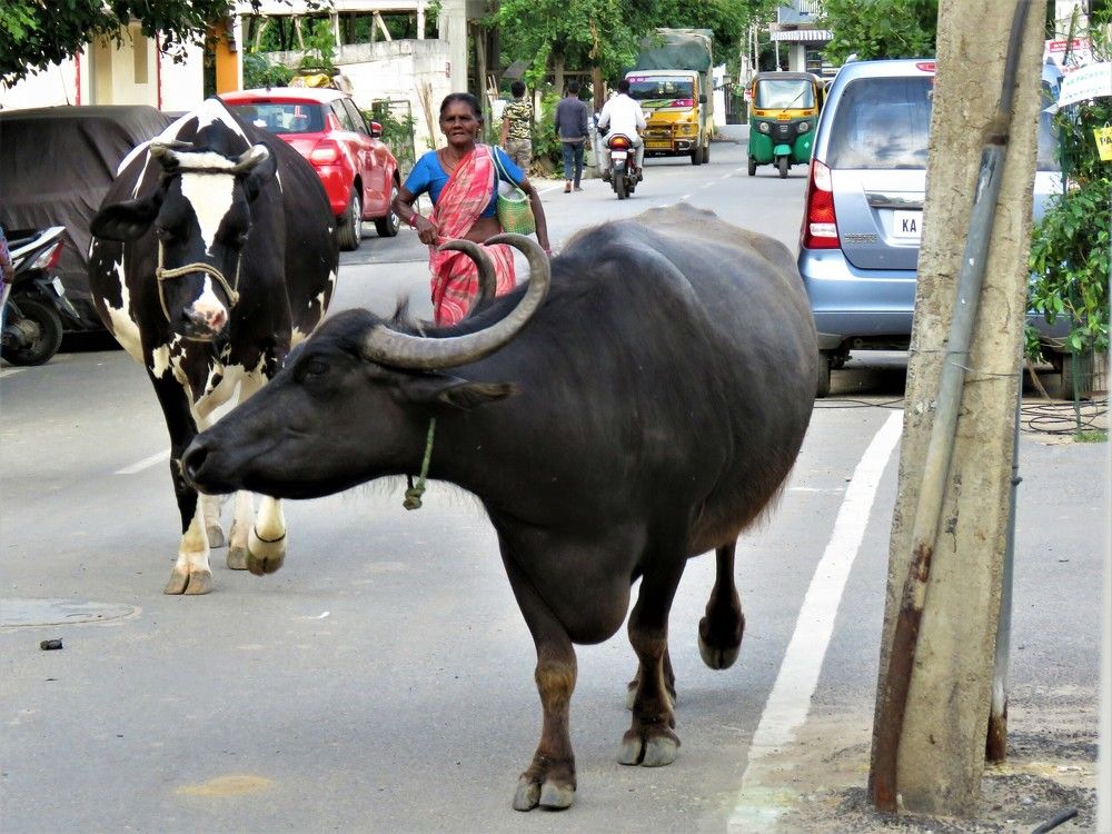 Bovines encroaching a road