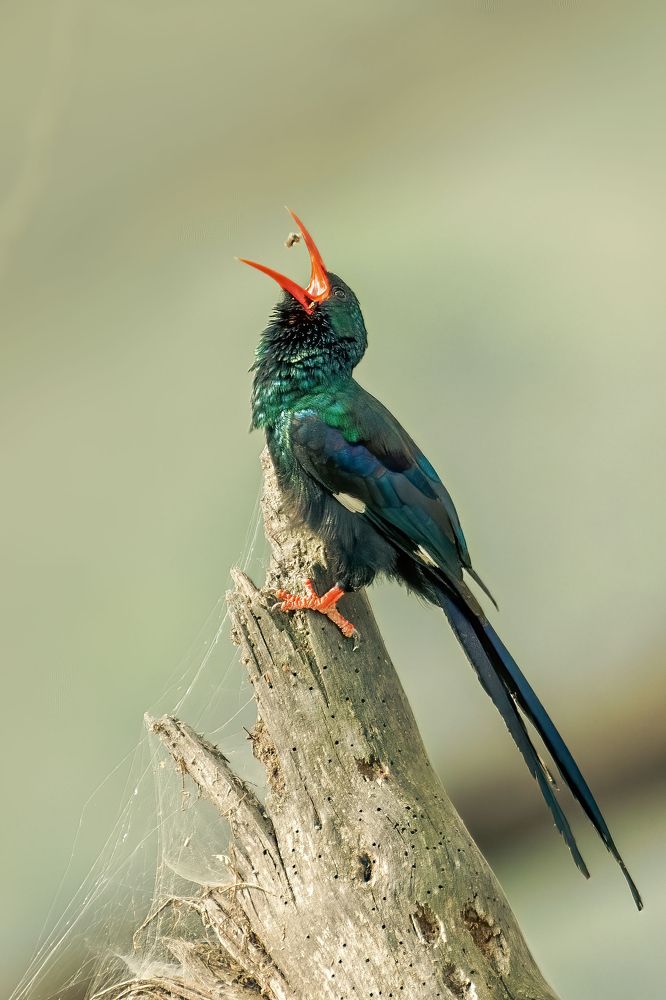 Фотография автора sherif Abdallah