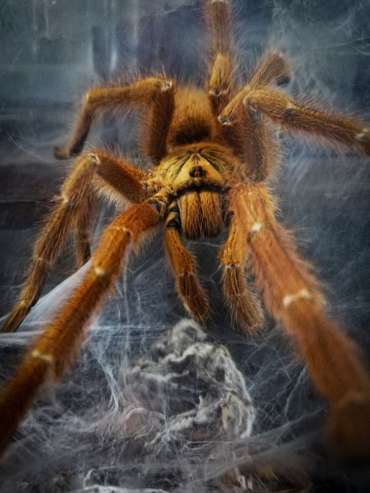 La tarántula babuina naranja