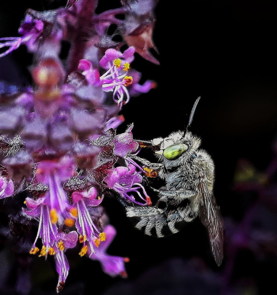 beautiful insect with beautiful frame