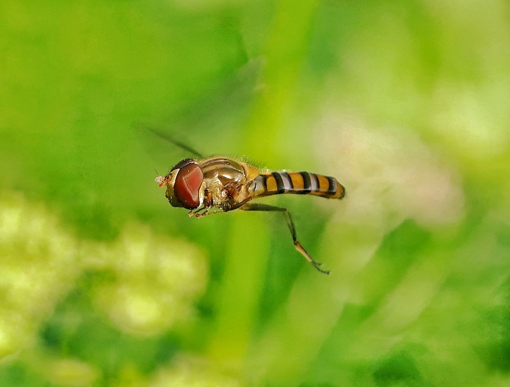 Photograph by Subham Biswas