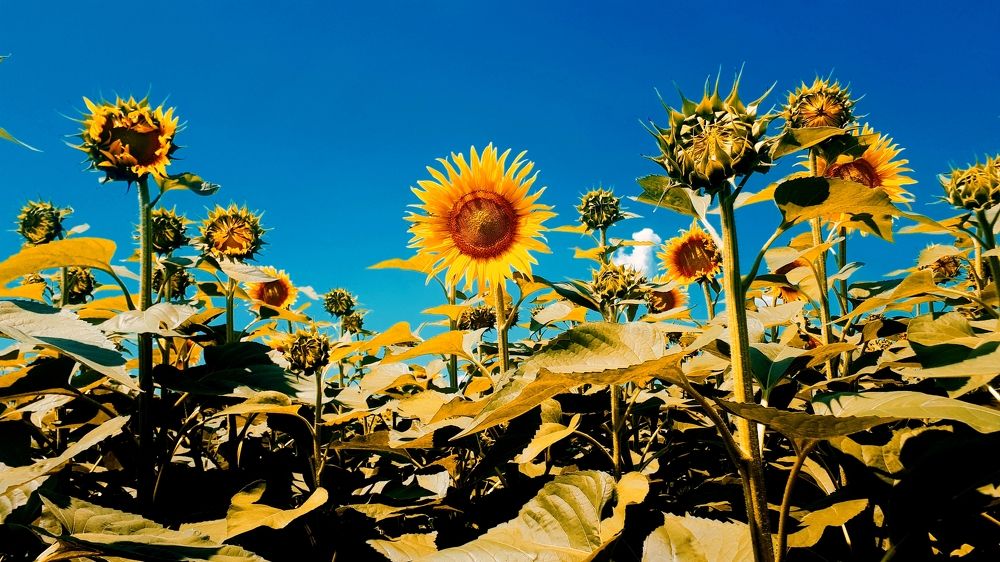 Photograph by Алёна Бондаренко