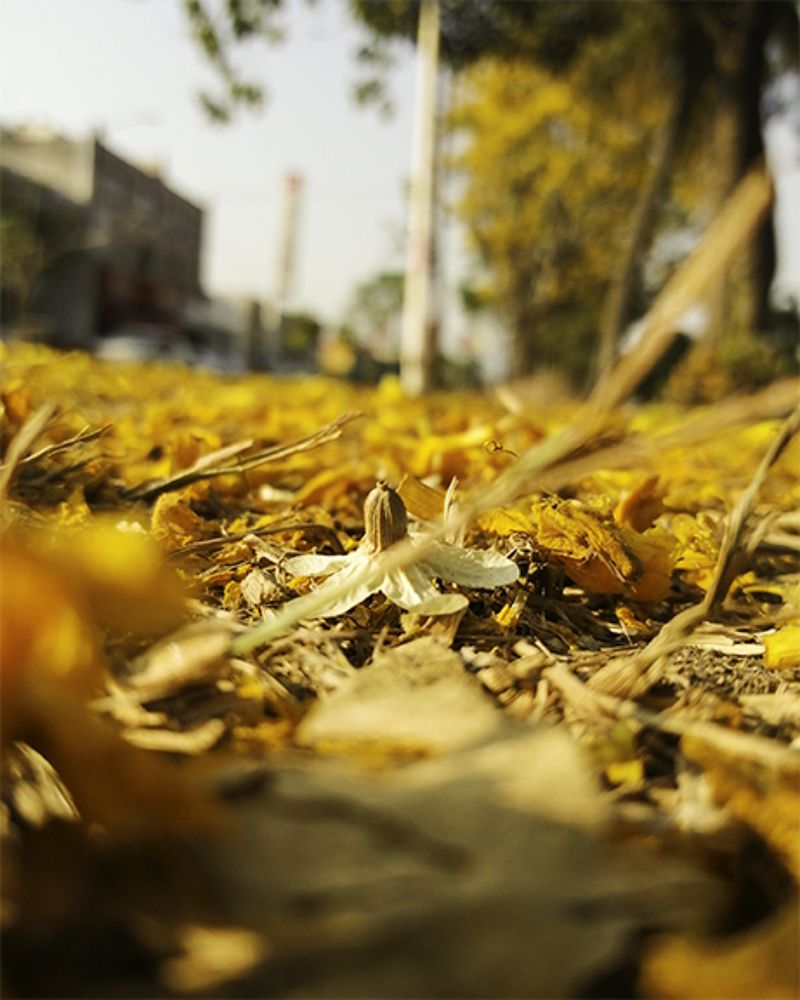 Photograph by Ricardo Canabal