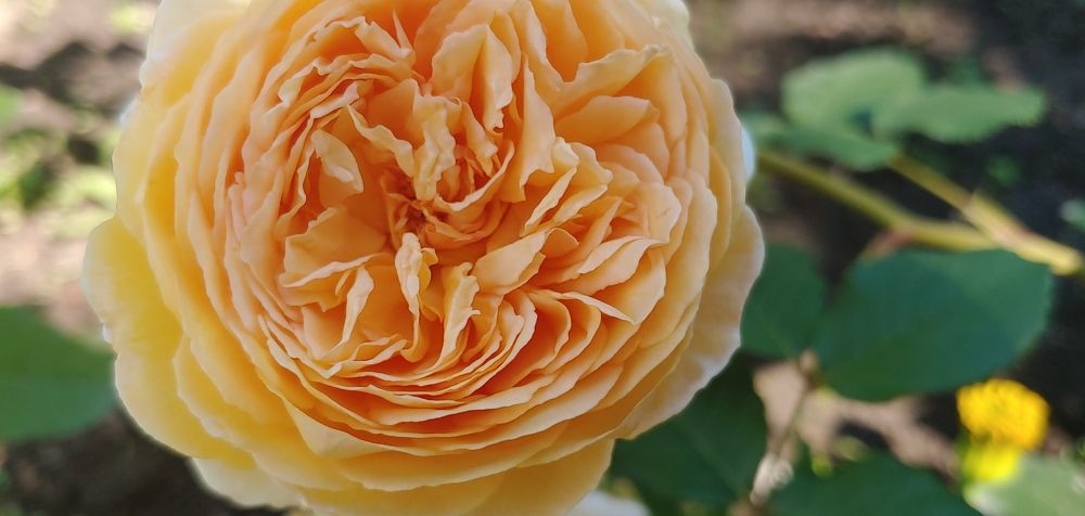 Photograph by Elena Chandran