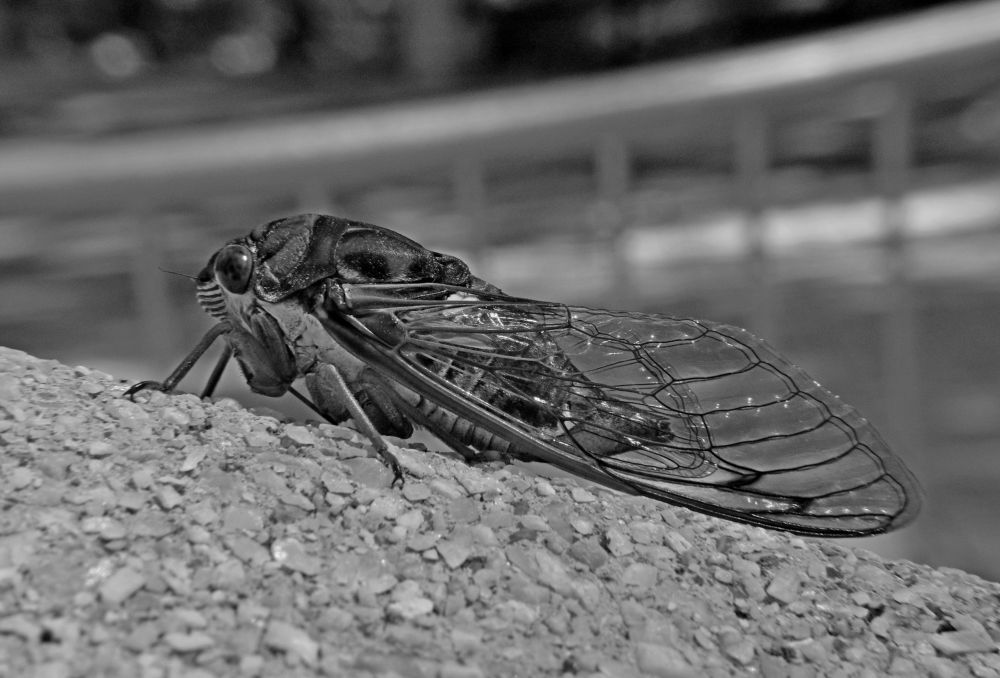 Photograph by Norayr Khazhakyan