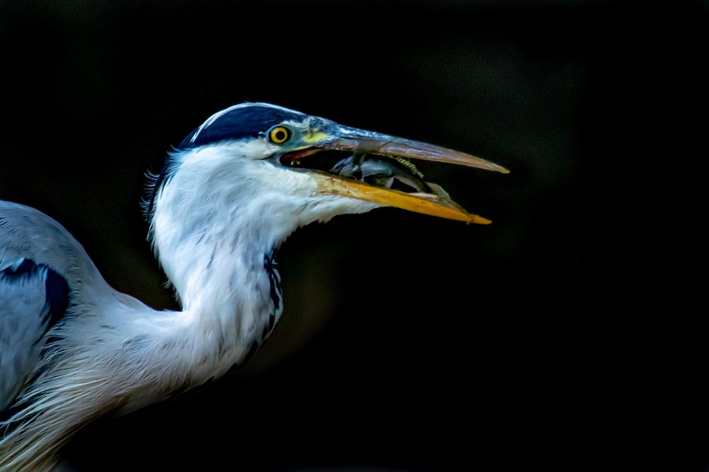 Hungry heron