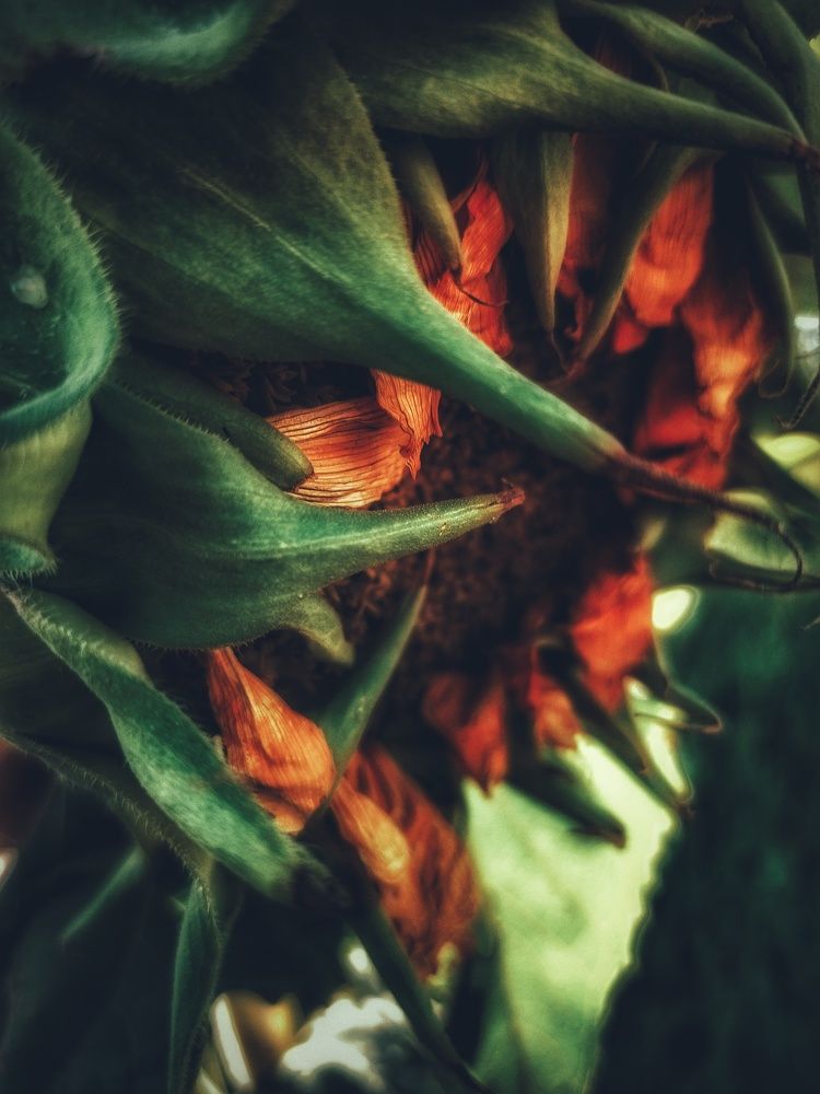 Photograph by Hannaneh Akhoondi