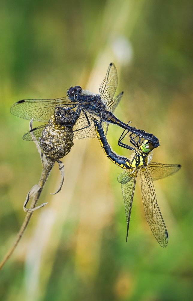 Photograph by Екатерина Аксёнова