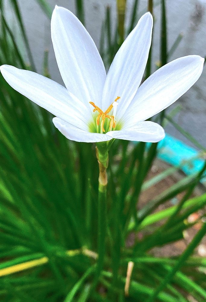 Photograph by Sharma Dr Megha