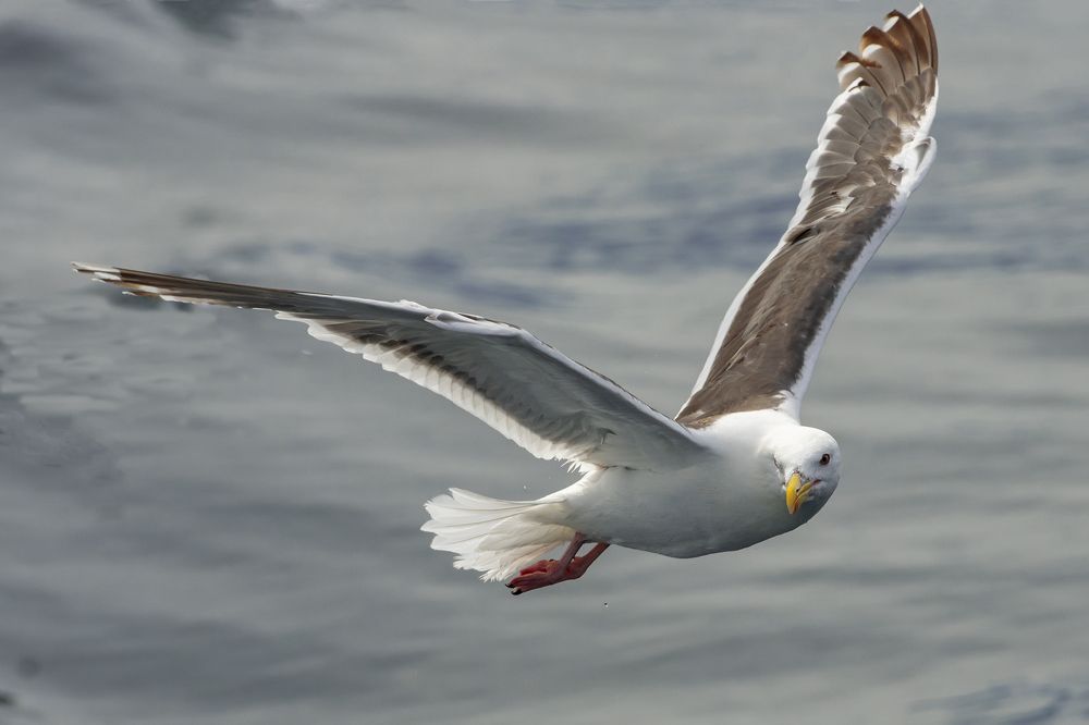 Вижу цель, не вижу препятствий.