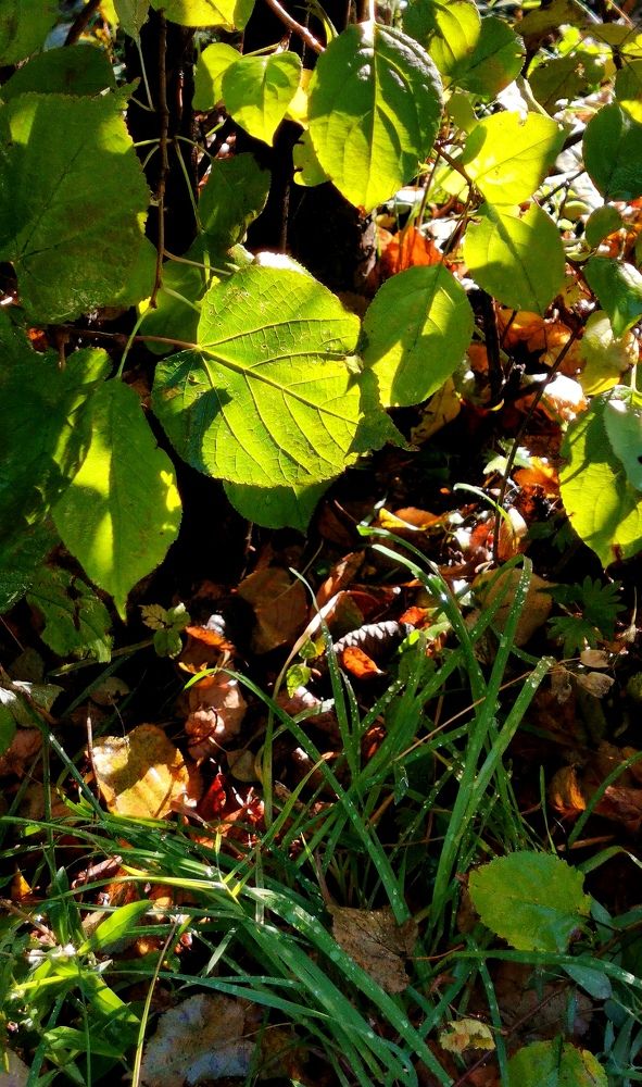 Photograph by Ирина Аверьянова