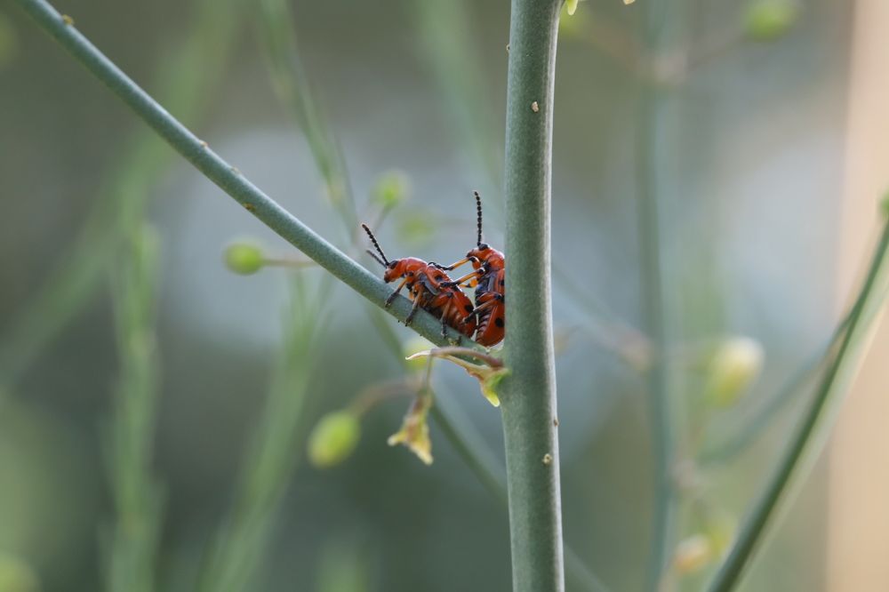 Жизнь продолжится...