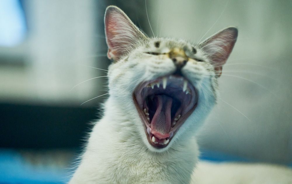 Фотография автора Евгений Вагуро