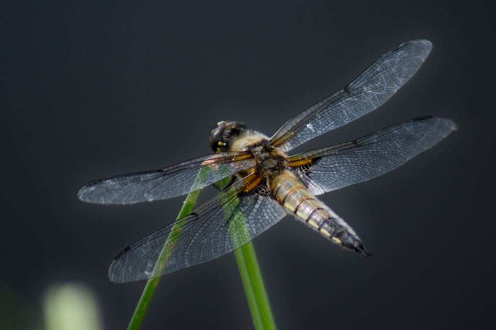 Dragonfly