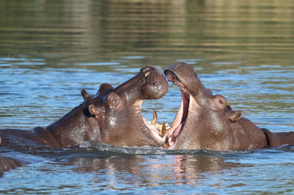 Hippocampus