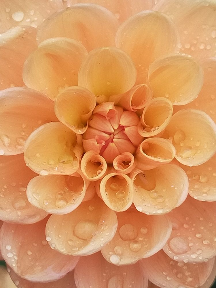 Photograph by Шикова Татьяна