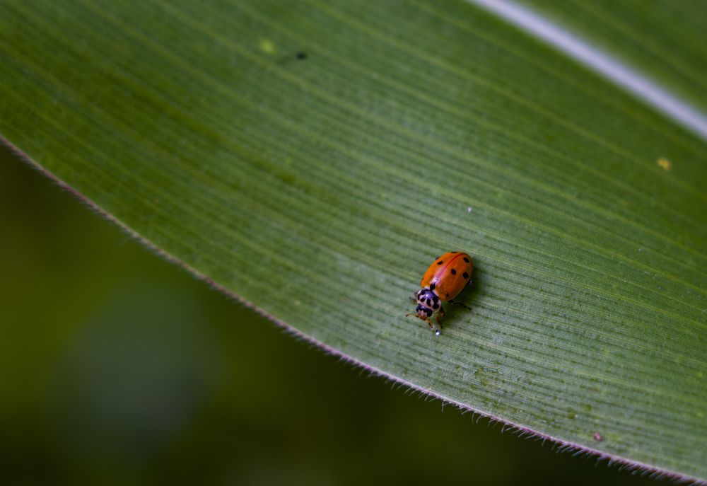 Photograph by Anton Gaev