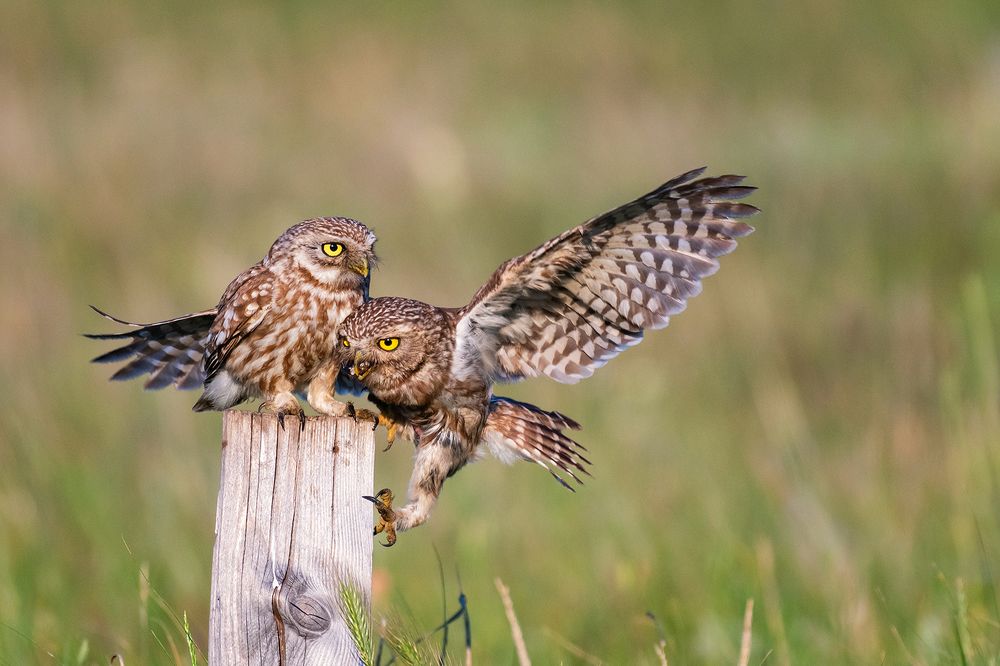 Photograph by Татьяна Жеребцова