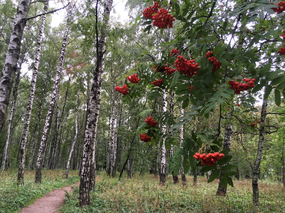 И только...кисти рябины...!)