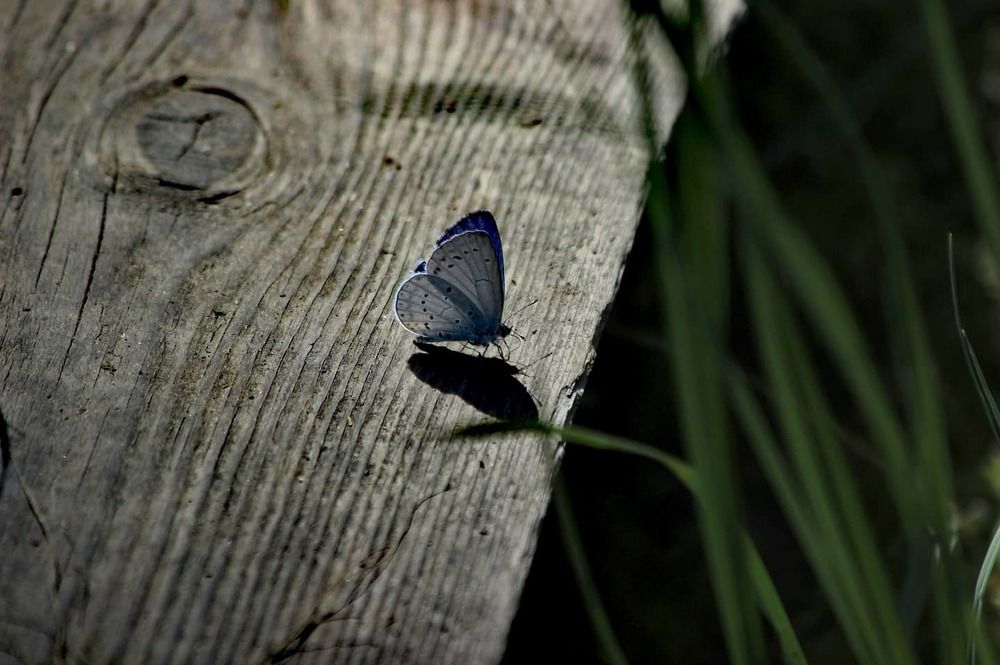 Photograph by Анна Чадова