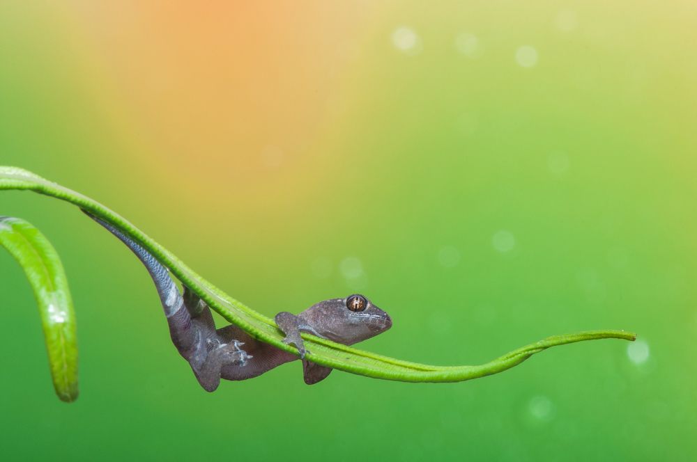 Photograph by Chamara Sulakkhana Polwatta Siriyalage