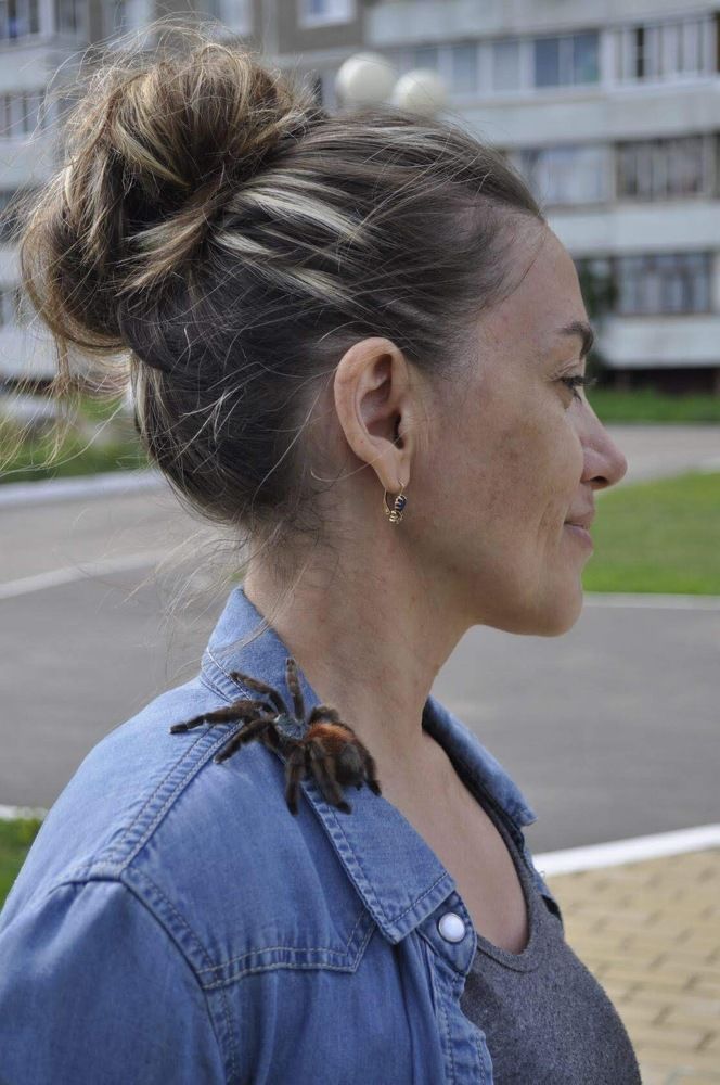 Паук на прогулке