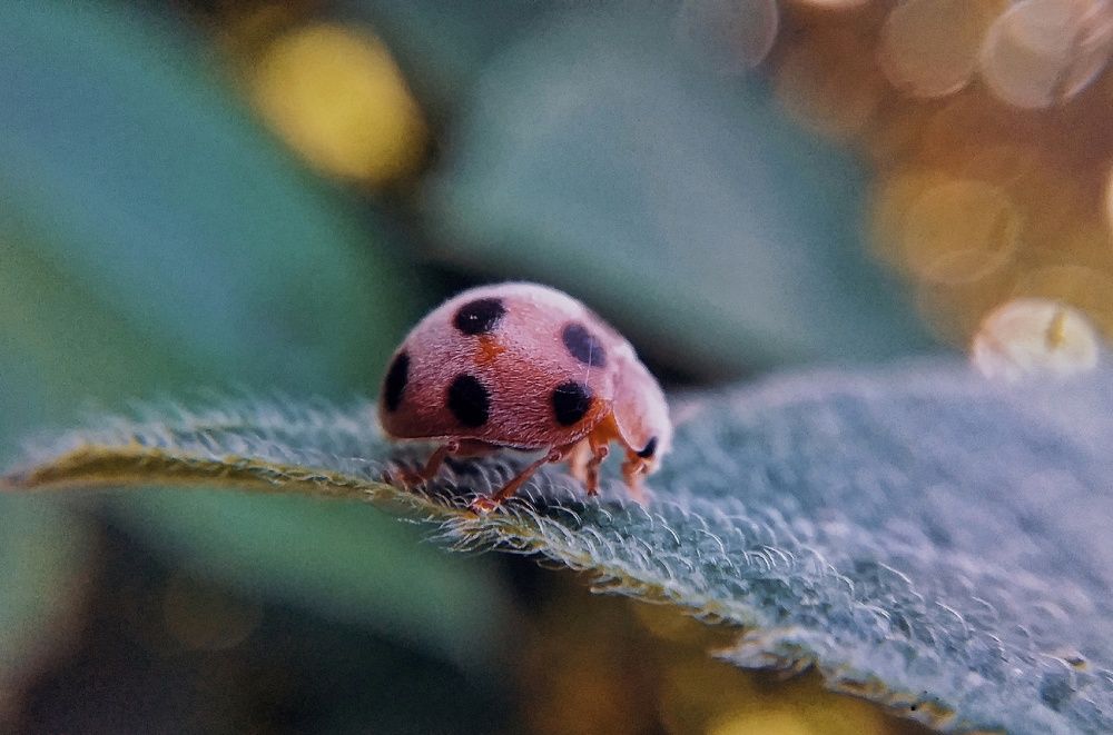 Фотография автора Mohammed Riaz