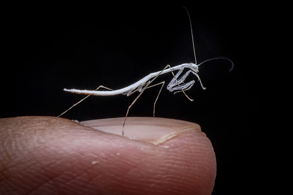 Фотография автора NeCoTi ChonTin