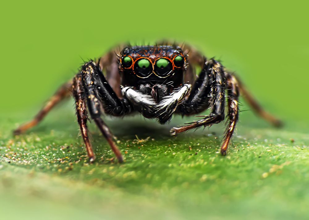 Фотография автора NeCoTi ChonTin