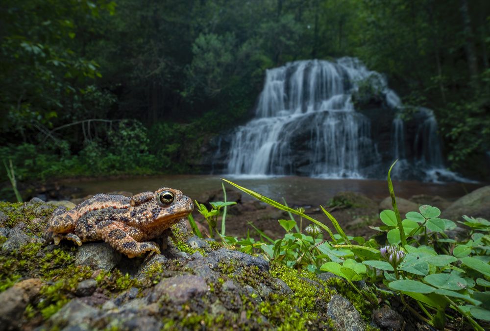 The king and its kingdom