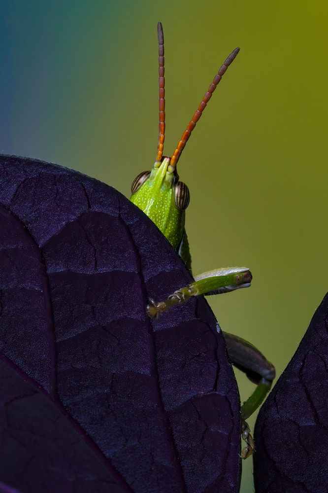 Gastronomy and Biology