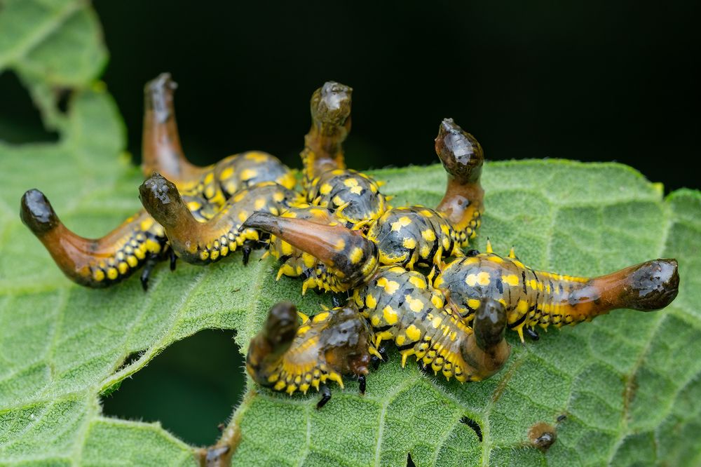 Micro aliens around us