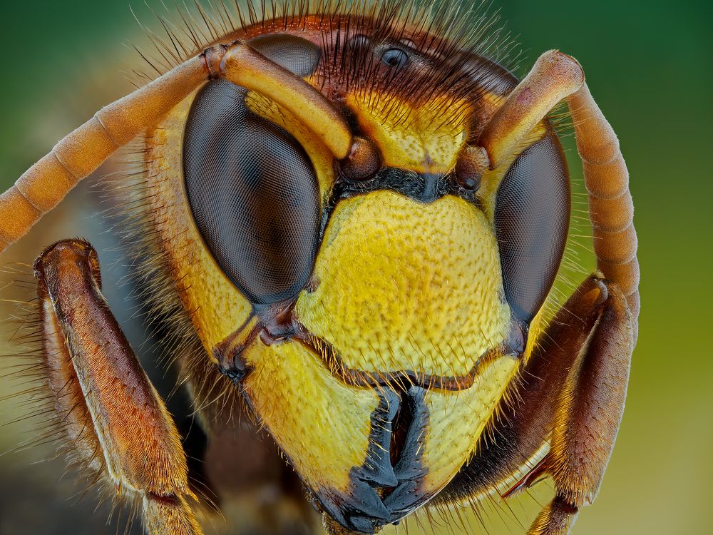 Vespa crabro.