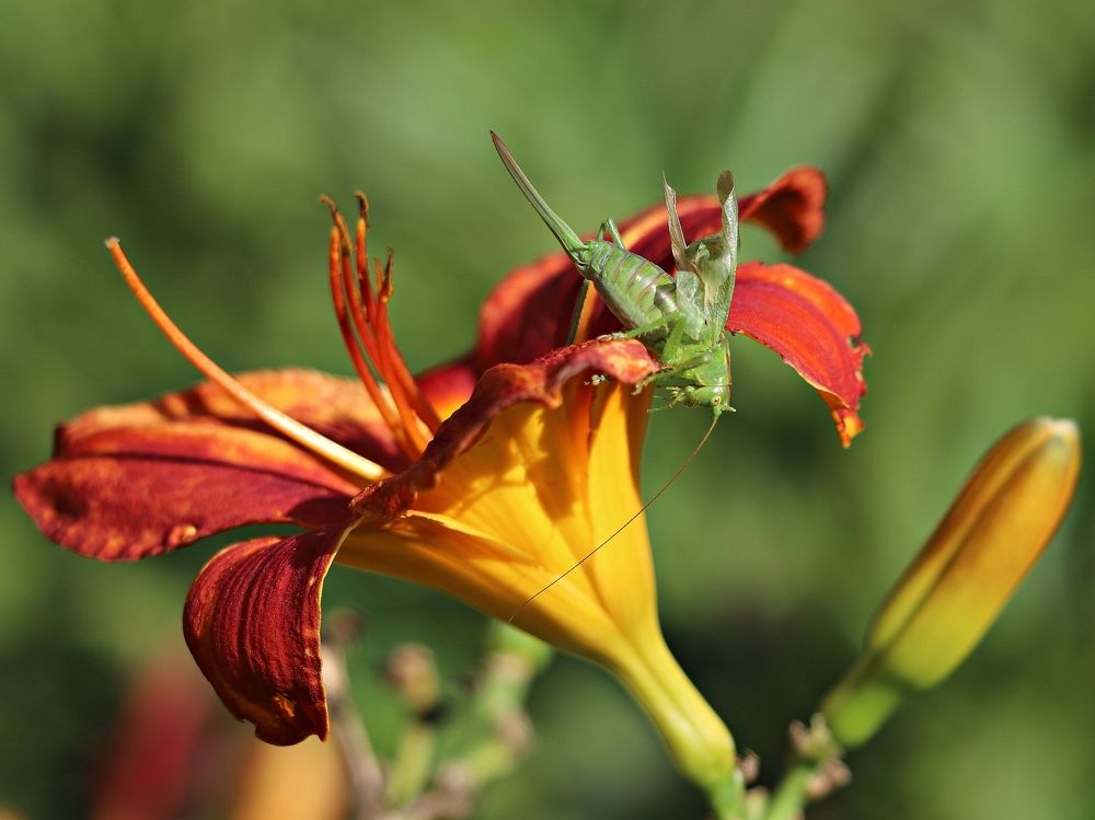 Photograph by Екатерина Мстиславская