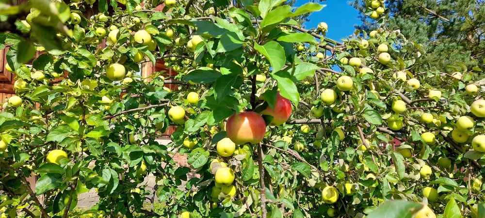 Яблоки Карелии