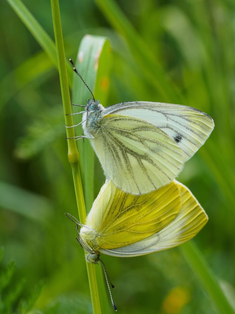 Photograph by Дмитрий Григорьев