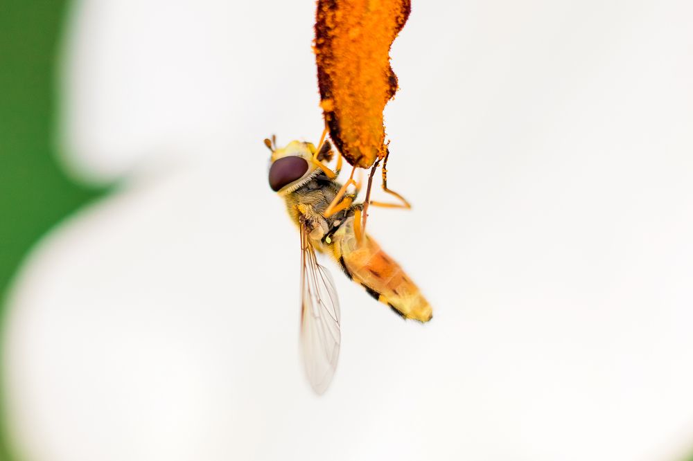 Фотография автора Елена Ельшина