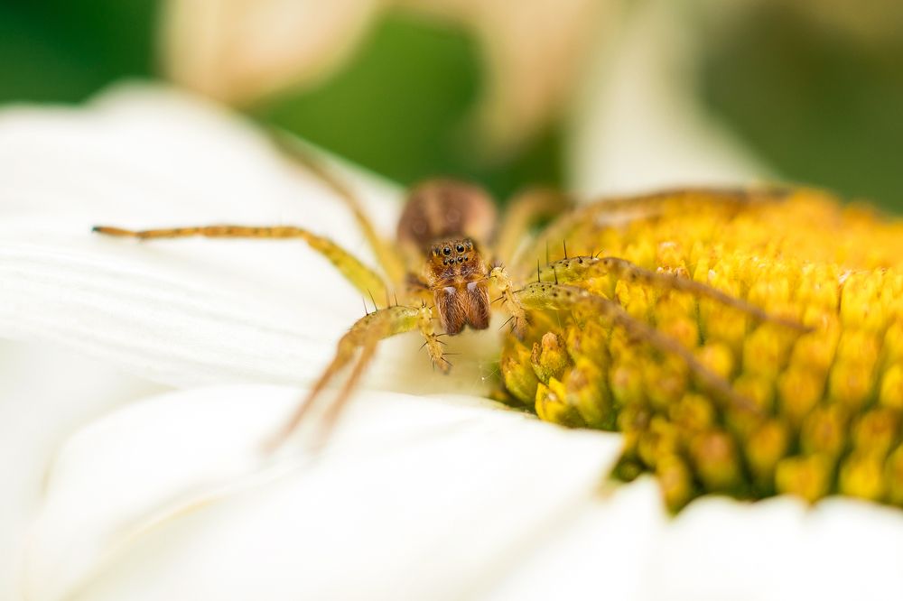 Фотография автора Елена Ельшина