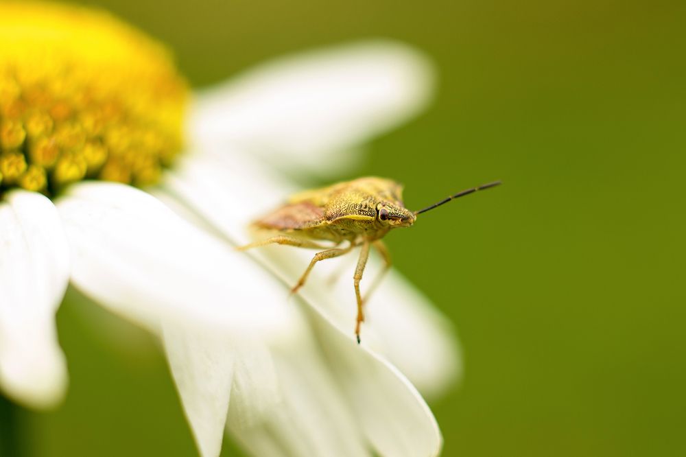 Фотография автора Елена Ельшина